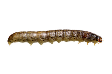  caterpillar