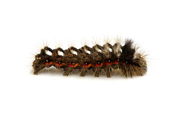  caterpillar