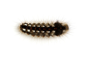  caterpillar
