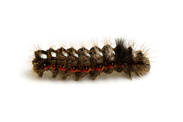  caterpillar
