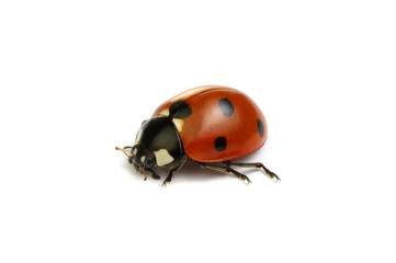 Ladybug