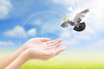 Hand releasing a bird into the air , all concept , peace and spi