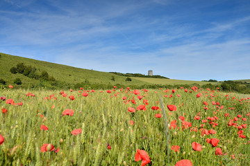 ancien moulin et des coquelicots