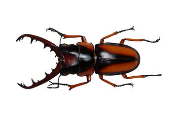 Stag beetle