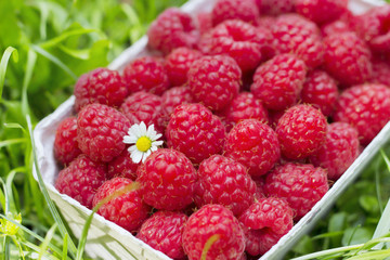 Fresh organic raspberry in basket