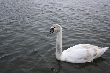  white swan 
