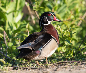 Male Wood Duck Drake