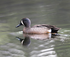 Male Blue-winged Teal Swimming