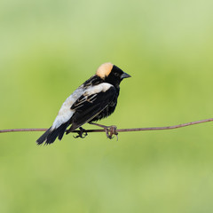 Bobolink