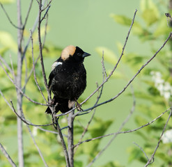 Bobolink