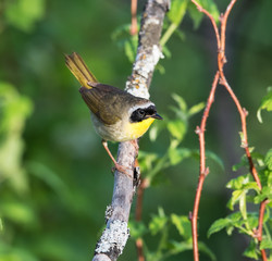 Common Yellowthroat 