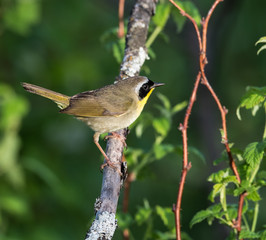 Common Yellowthroat 