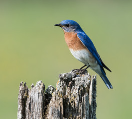 Male Eastern Bluebird 