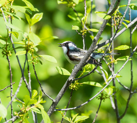 Obraz premium Yellow-rumped Warble
