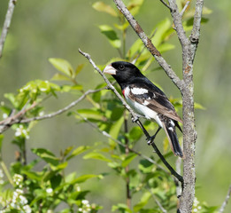 Obraz premium Rose-breasted Grosbeak