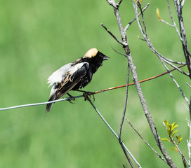 Obraz premium Bobolink