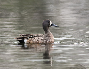 Male Blue-winged Teal Swimming