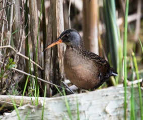 Virginia Rail 