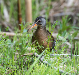 Virginia Rail 
