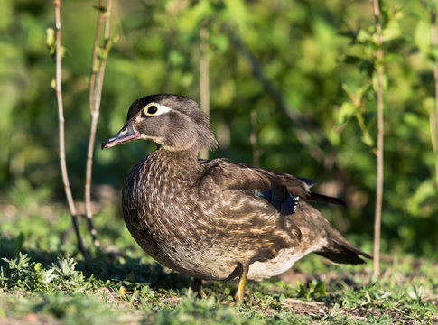 Female Wood Duck  