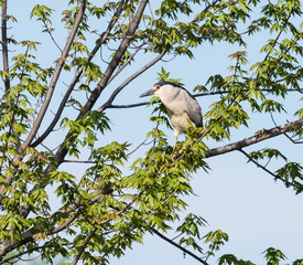 Black-crowned Night Heron 