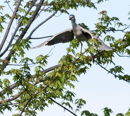 Black-crowned Night Heron in Flight