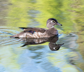  Female Wood Duck Swimming