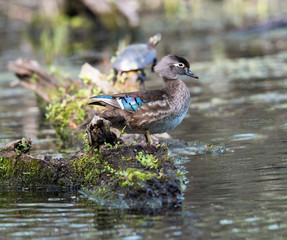  Female Wood Duck Swimming