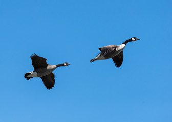 Obraz premium Canada Goose Launching