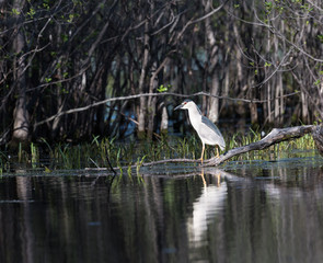 Black-crowned Night Heron