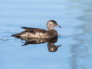 Female Wood Duck Swimming on White Background