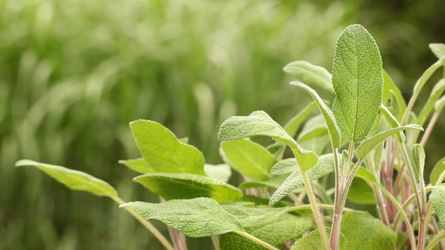 Organically grown sage in the garden