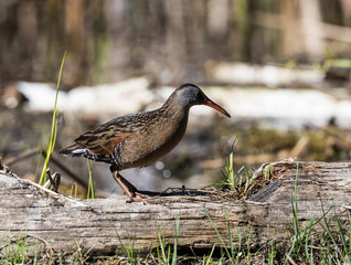 Virginia Rail 