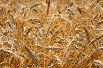 Grain field