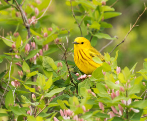 Yellow Warbler