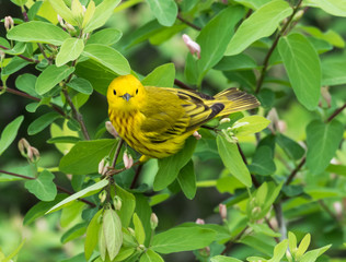 Yellow Warbler