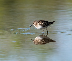 Least Sandpiper