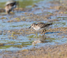 Least Sandpiper
