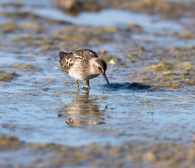 Least Sandpiper