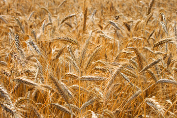 Grain field