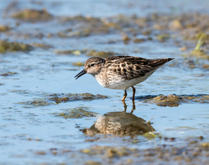 Least Sandpiper