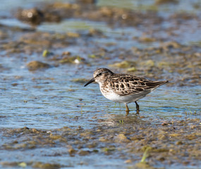 Least Sandpiper