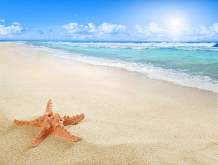 Sunny beach with starfish