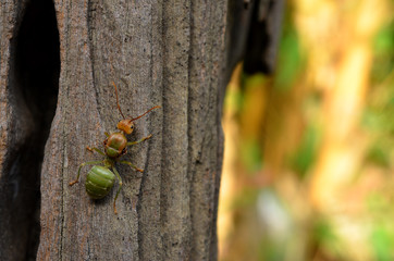 Ant to climb a tree, background