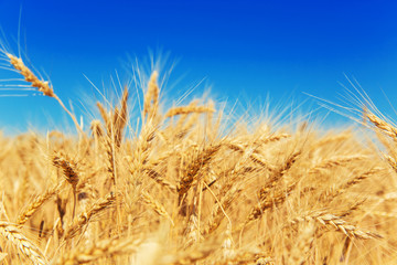 Gold wheat field and blue sky