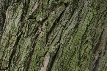 Bark of Tree background
