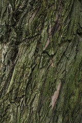 Bark of Tree background