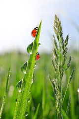 Fresh morning dew on green grass and ladybirds