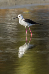 Black-winged stilt in Pottuvil, Sri Lanka