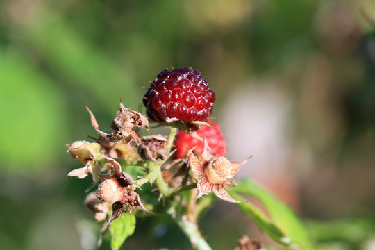 Wild Raspberry in early morning light close-up